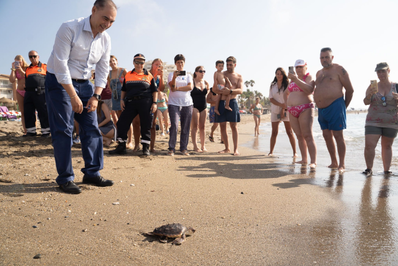 Benalmádena acoge la suelta de las últimas cinco tortugas boba que fueron recuperadas en el CEGMA de Algeciras