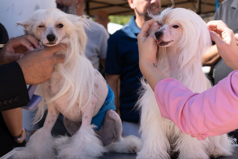 Benalmádena, ciudad amiga de los animales con su primer Concurso Canino en el recinto ferial de Los Nadales