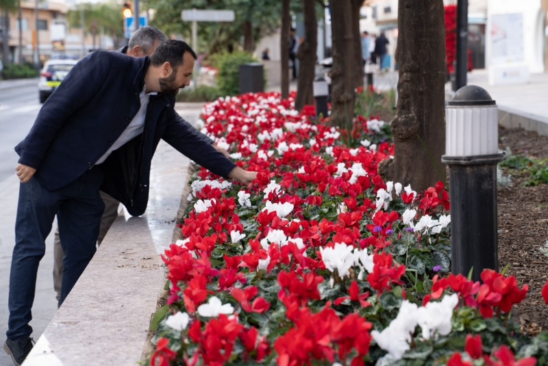 Benalmádena engalana sus emblemáticas calles de la Costa, Arroyo y el Pueblo con la plantación de más de medio millar de pascueros y 13.500 ciclámenes